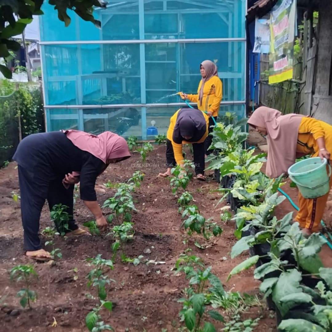 KWT KAWULA TANI DESA MUKTISARI RAWAT TANAMAN CABAI DAN TERONG 